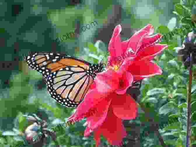 A Butterfly Landing On A Flower Our Peaceable Kingdom: The Photographs Of John Drysdale