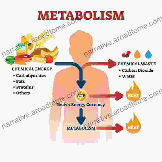 A Complex Diagram Illustrating The Pathways And Interactions Of Metabolism Within The Human Body Advanced Human Nutrition