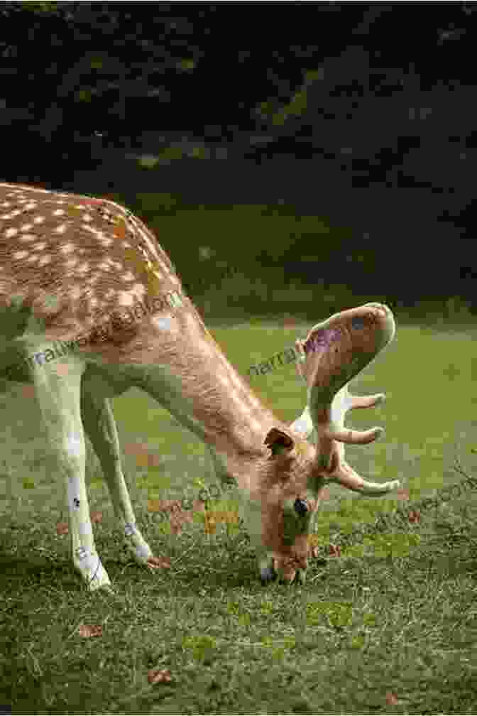 A Deer Grazing In A Meadow Our Peaceable Kingdom: The Photographs Of John Drysdale