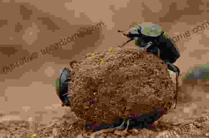 A Dung Beetle Sitting On A Pile Of Dung Who Free Downloaded This Truckload Of Dung?: Inspiring Stories For Welcoming Life S Difficulties