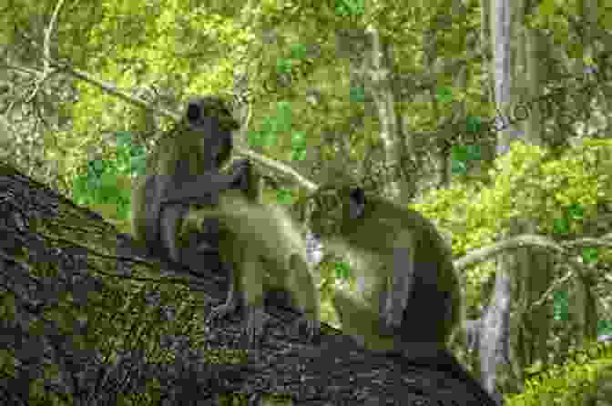 A Group Of Monkeys Playing In A Tree Our Peaceable Kingdom: The Photographs Of John Drysdale