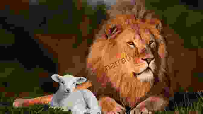 A Lion And A Lamb Lying Down Together Our Peaceable Kingdom: The Photographs Of John Drysdale