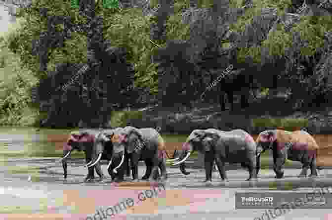 A Majestic Elephant Herd Crossing A River In The African Savannah Tropical Africa (The Great Canadian Adventure)