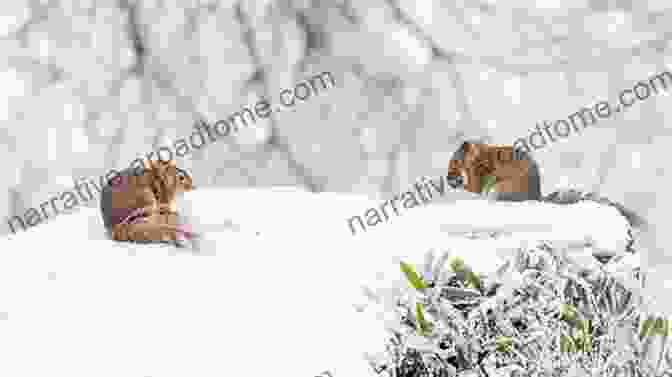 A Photograph Of Animals Foraging In A Snowy Landscape What Is Snow? Adam James