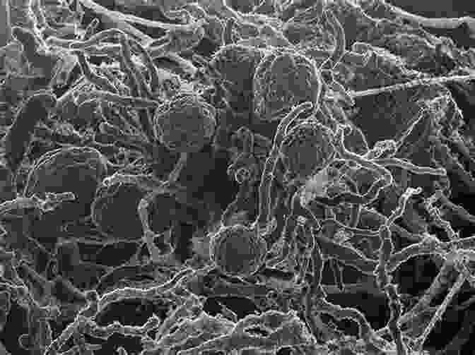 A Scientist Using A Microscope To Study The Structure Of A Fungal Enzyme. Recent Advancement In White Biotechnology Through Fungi: Volume 1: Diversity And Enzymes Perspectives (Fungal Biology)