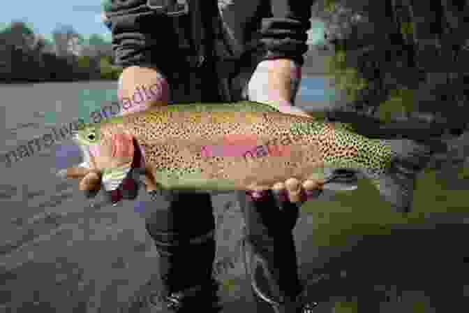 A Stunning Image Of A Rainbow Trout Caught On The Shenandoah River Fly Fishing The Shenandoah River: An Excerpt From Fly Fishing Virginia