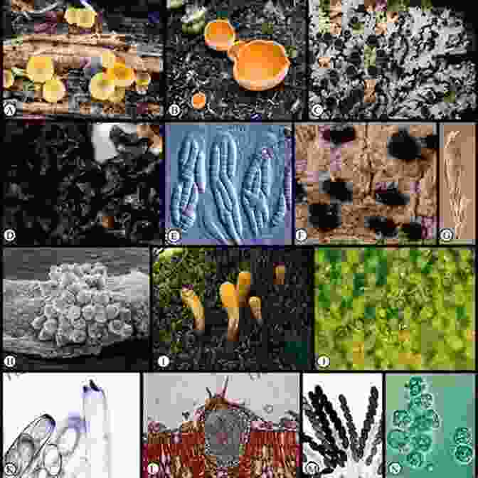 A Vibrant Tapestry Of Fungal Diversity, Showcasing The Extraordinary Range Of Forms And Colors Within The Fungal Kingdom. Recent Advancement In White Biotechnology Through Fungi: Volume 1: Diversity And Enzymes Perspectives (Fungal Biology)