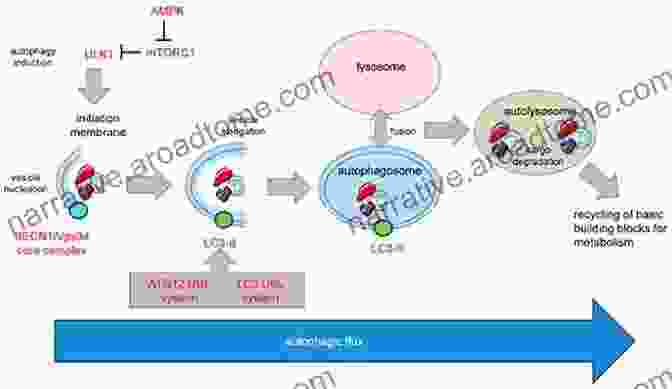 Autophagy Process In Cells The Concept Of Autophagy: How To Activate Autophagy Via Exercise Fasting And Ketosis: New Diet