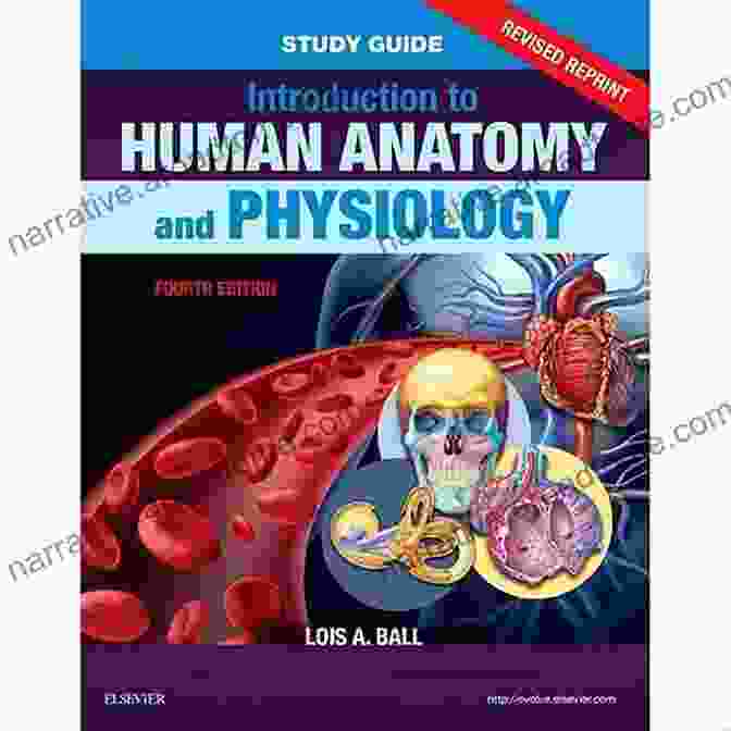 Comprehensive Study Guide For Anatomy And Physiology, Empowering Students With A Deep Understanding Of The Human Body Study Guide For Anatomy Physiology E