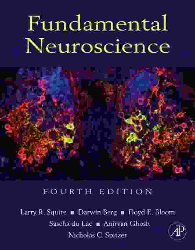 Cover Of Fundamental Neuroscience By Larry R. Squire, 5th Edition Fundamental Neuroscience (Squire Fundamental Neuroscience)