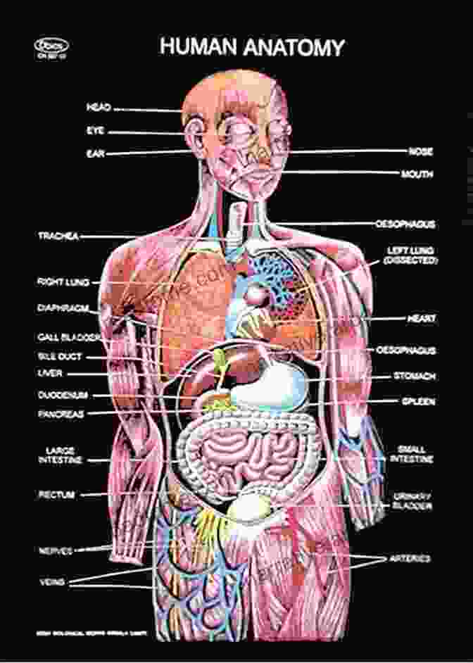 Detailed Dissections Of Human Anatomy Human Anatomy (2 Downloads)