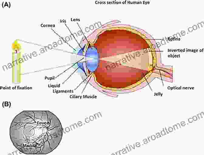 Diagram Demonstrating The Optics Of The Eye And The Process Of Refraction Anatomy And Physiology Of Eye (Modern System Of Ophthalmology (MSO) Series)