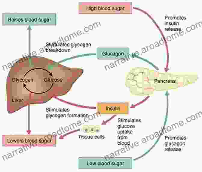 Diagram Illustrating Glucose Regulation In The Body Diabetes Diet:: Lower Your Blood Sugar Naturally (Diabetes Diet Diabetes For Dummies Diabetes Cookbooks Free Diabetes Type 2 Diabetes Destroyer Diabetes Solution Diabetes Cure)