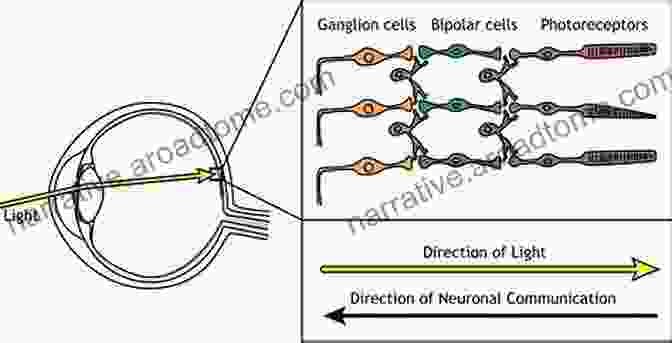 Diagram Illustrating The Process Of Photoreception And Signal Processing In The Eye Anatomy And Physiology Of Eye (Modern System Of Ophthalmology (MSO) Series)