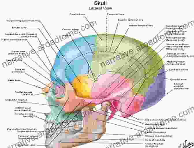 Diagram Of Scalp Anatomy The 15 Minute Fix: SCALP: Exercises To Promote Scalp And Hair Health