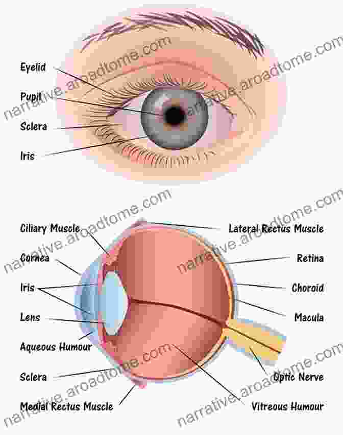 Diagram Of The External Structures Of The Eye Anatomy And Physiology Of Eye (Modern System Of Ophthalmology (MSO) Series)