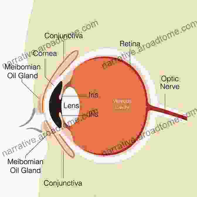 Diagram Of The Human Eye Anatomy And Physiology Of Eye (Modern System Of Ophthalmology (MSO) Series)