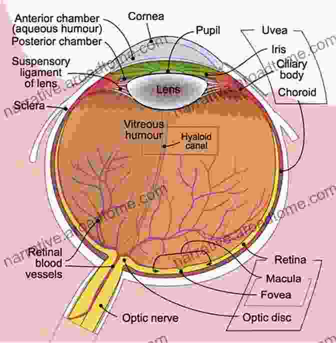 Diagram Of The Internal Structures Of The Eye Anatomy And Physiology Of Eye (Modern System Of Ophthalmology (MSO) Series)