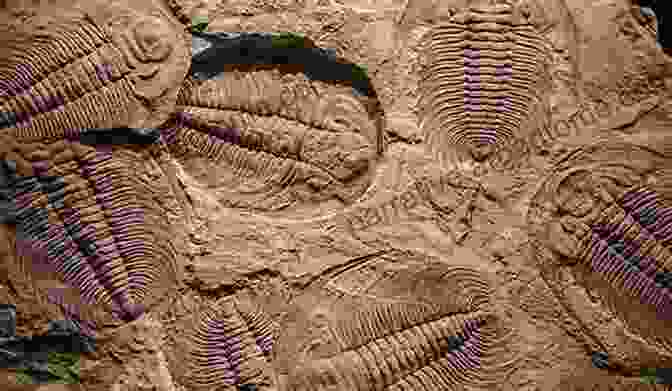 Fossil Molecules Preserved In Rock Layers Provide Insights Into Earth's Ancient Environments Echoes Of Life: What Fossil Molecules Reveal About Earth History