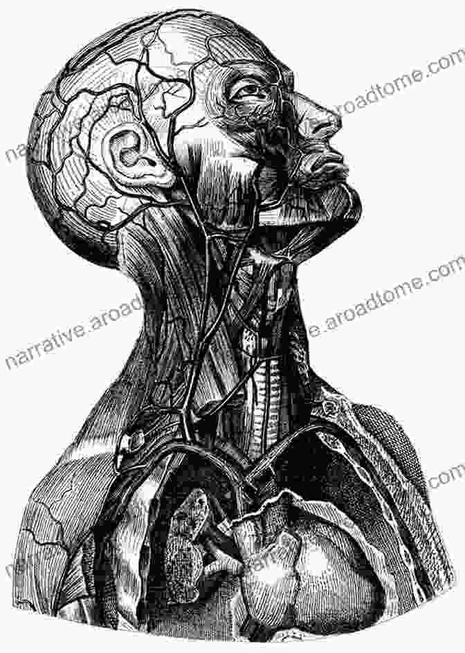 High Quality Images And Illustrations Of Human Anatomy Human Anatomy (2 Downloads)