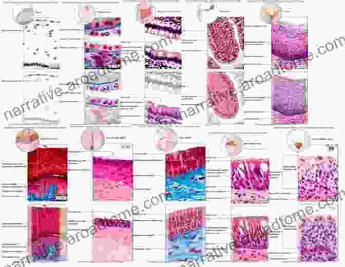 Histology Chapter 1: Microscopic Architecture Of Tissues Histology For Pathologists