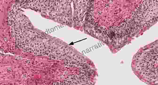 Histology Chapter 2: Epithelial Landscape Histology For Pathologists