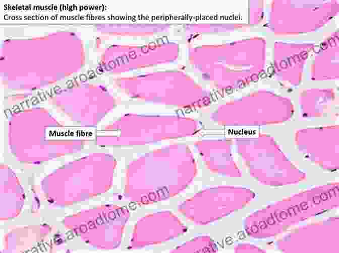 Histology Chapter 4: Muscle Tissue Histology For Pathologists