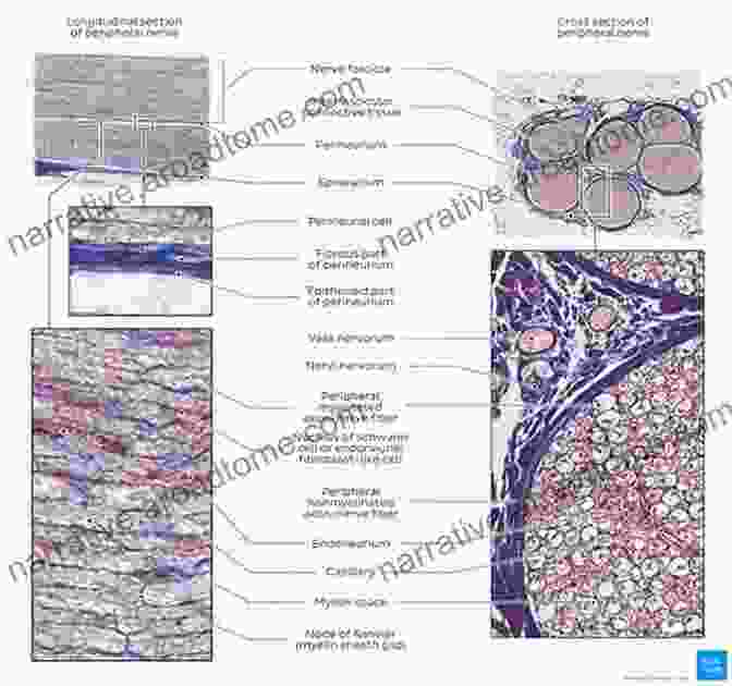 Histology Chapter 5: Nervous System Histology For Pathologists