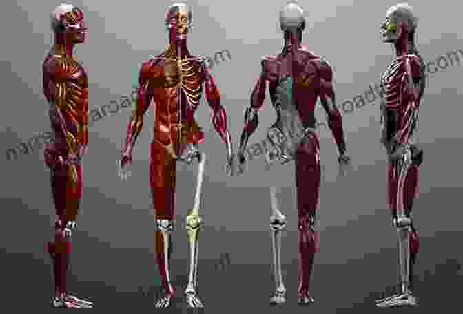 Interactive 3D Models Of Human Anatomy Human Anatomy (2 Downloads)