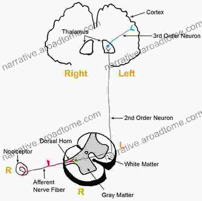 Physiology Of Pain Pathways An Anatomy Of Pain: How The Body And The Mind Experience And Endure Physical Suffering