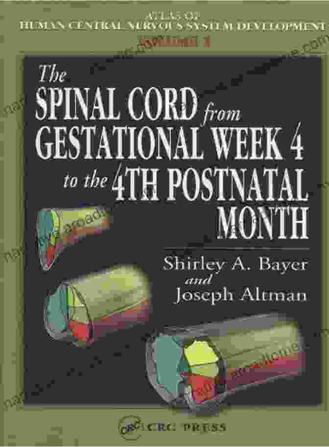 The Spinal Cord From Gestational Week To The 4th Postnatal Month Atlas Of Human The Spinal Cord From Gestational Week 4 To The 4th Postnatal Month (Atlas Of Human Central Nervous System Development 1)