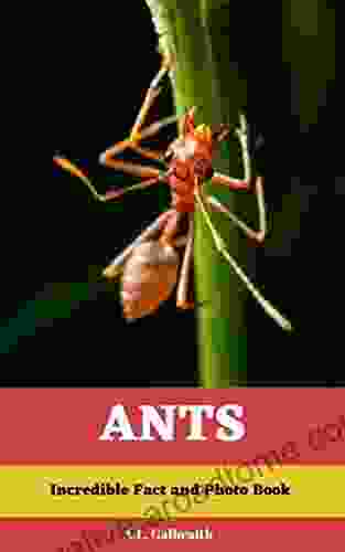 Ants: Incredible Facts And Photo Book: Reading And Learning Kids Animal (Readers 1)